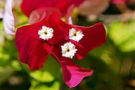 Close up of bougainvillea plant flower [IBR123380189]