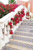 Blooming bougainvillea plant and ceramic riled stairs [IBR123380197]