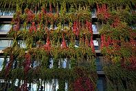 Windows are overgrown, climate-neutral façade greening on the new building, autumn colouring, office building of CMS Hasche Sigle, Calwer Straße, Stuttgart, Baden-Württemberg, Germany [IBR112672593]