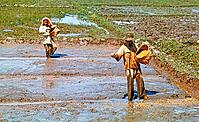 Sowing seeds, traditional labour intensive rice farming in wet paddy field, Malaya, Malaysia, south east Asia c 1964 [IBR112672599]