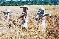 Cutting harvesting rice, traditional labour intensive rice farming in wet paddy field, Malaya, Malaysia, south east Asia c 1964 [IBR112672600]