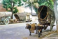 Bullock carts pulled by oxen standing in street, Colombo, Sri Lanka, South Asia, Indian subcontinent, South Asia, 1965 [IBR112672606]