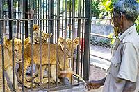 Lion cubs in cage at zoo, Colombo, Sri Lanka, South Asia, Indian subcontinent, South Asia, 1965 [IBR112672628]