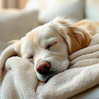 Domestic white dog sleeping on light wool blanket, close up, AI generated [IBR123435165]