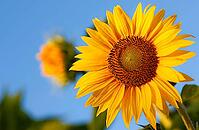Focused sunflower (Helianthus annuus) bloom against a sunny backdrop with another flower blurred behind in London, Ontario, Canada [IBR123435188]