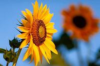 Side view of a sunflower (Helianthus annuus) with another blossom blurred, set in a sunny blue sky in London, Ontario, Canada [IBR123435189]