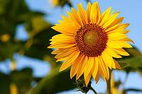 Sunflower (Helianthus annuus) basking in sunlight, with golden petals and green leaves in London, Ontario, Canada [IBR123435190]