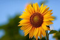 Bright yellow sunflower (Helianthus annuus) in bloom with green leaves against a blue background in London, Ontario, Canada [IBR123435191]