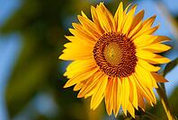 A vibrant sunflower (Helianthus annuus) with yellow petals and green leaves against a blue sky in London, Ontario, Canada [IBR123435196]