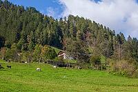 Alm with cows, farmhouse and forest, Neustift im Stubai Valley, Stubai Valley, Stubai, Tyrol, Austria [IBR123622472]