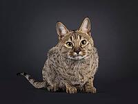 Male spotted Savannah cat, laying down facing front. Looking towards camera. Isolated on a black background, Netherlands [IBR123638294]