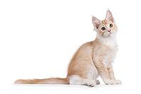 Cute cream with white Maine Coon cat kitten, sitting up side ways. Face turned and looking towards camera. Isolated on a white background, Netherlands [IBR123638295]