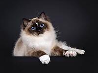 Beautiful young adult seal Ragdoll cat, laying down facing front on edge showing white paws. Looking to camera with mesmerizing blue eyes. Isolated on a black background, Netherlands [IBR123638299]