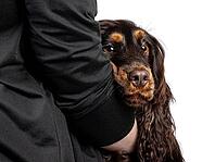 Adult choc and tan Cocker Spaniel dog, laying in arms of owner. Looking towards camera with sad face. Isolated on a white background, Netherlands [IBR123638300]