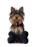 Cute little black and tan Yorkshire Terrier dog puppy, lsitting behind a black velvet bone shaped toy. Looking towards camera. Isolated on a white background, Netherlands [IBR123638301]