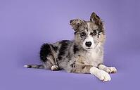 Adorable blue merle Border Collie dog puppy, laying down side ways. Looking towards camera with brownish eyes and heart shaped black nose. Isolated on a lilac background, Netherlands [IBR123638302]