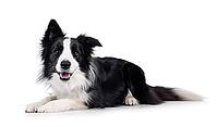Adorable typical black and white young adult Border Collie dog, laying down side ways. Looking straight to camera with mouth open. Isolated on white background, Netherlands [IBR123638304]