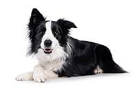 Adorable typical black and white young adult Border Collie dog, laying down side ways with front paws crossed. Looking straight to camera with mouth open. Isolated on white background, Netherlands [IBR123638305]