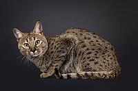 Male spotted Savannah cat, laying down side ways. Looking straight to camera. Isolated on a black background, Netherlands [IBR123638306]