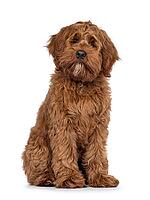 Friendly Labradoodle dog puppy, sitting up facing front. Looking straight to camera. Mouth closed. Isolated on a white background, Netherlands [IBR123638309]
