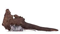 Cute little grey rat, standing in front of brown piece of driftwood. Isolated on a white background, Netherlands [IBR123638310]