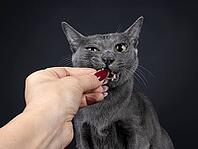 Head shot of adult Korat cat, biting in candy held by human hand. Looking to camera with big eyes. Isolated on a black background, Netherlands [IBR123638313]