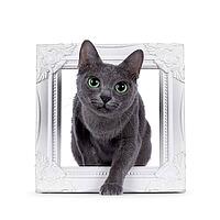 Adult Korat cat, stepping through wjite picture frame. Looking towards camera with intens green eyes. isolated on a white background, Netherlands [IBR123638314]