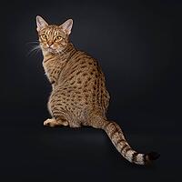 Excellent adult Ocicat cat, sitting up backwards on edge. Looking over shoulder to camera with fantastic expression. Isolated on a black background, Netherlands [IBR123638317]