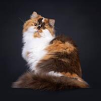 Brown tortie with white British Longhair cat, sitting side ways. Looking straight to camera with big orange eyes. Isolated on a black background, Netherlands [IBR123638318]