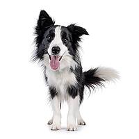 Charismatic typical black and white young adult Border Collie dog, standing up facing front. Looking enthousiastic straight to camera with mouth open showing pink tongue. Isolated on white background, Netherlands [IBR123638320]