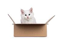 Cute solid white Maine Coon cat kitten, sitting in brown carton box. Looking above camera. Isolated on a white background, Netherlands [IBR123638321]