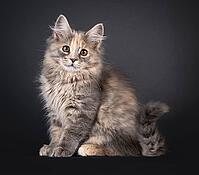 Gorgeous blue tortie Maine Coon cat kitten, sitting up side ways. Looking straight to camera with sweet brown eyes. Isolated on a black background, Netherlands [IBR123638322]