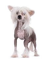 Adorable hairless Chinese Crested dog, standing facing front. Looking to camera through her bangs. Isolated on a white background, Netherlands [IBR123638324]
