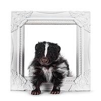 Black and white baby skunk standing throughtt white image frame. Looking straight towards camera. Isolated on a white backround, Netherlands [IBR123638325]