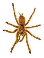 Pterinochilus murinus RCF aka Orange baboon tatantula spider. Top view, Isolated on white background, Netherlands [IBR123638326]