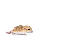 Side view of Fat tailed gerbil aka Pachyuromys duprasi, standing side ways. Looking ahead away from camera. Isolated on a white copy space background, Netherlands [IBR123638327]