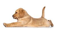 Cute baby Labrador dog puppy, laying side ways in funny yoga pose. Looking away from camera. Isolated on a white background, Netherlands [IBR123638330]