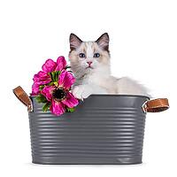Cute Ragdoll cat kitten sitting in grey tub with fake pink flowers. Looking curious towards camera with breed typical blue eyes. One paw on edge. Isolated on a white background, Netherlands [IBR123638332]