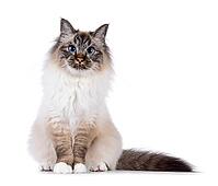 Handsome and expressive Sacred Birman cat, sitting up facing front. Looking curious towards camera. Isolated on white background, Netherlands [IBR123638334]