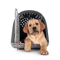 Happy 7 weeks old Labrador dog puppy, resting in pet carrier box. Looking towards camera. Isolated on a white background, Netherlands [IBR123638335]