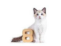 Elegant Ragdoll cat kitten standing beside paper digit 8. Looking curious towards camera with breed typical blue eyes. Isolated on a white background, Netherlands [IBR123638337]