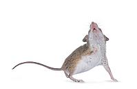 African pygmy mouse aka Mus minutoides and smallest rodent in the world, standing up against glass. Showing belly and mouth. Isolated on a white background, Netherlands [IBR123638338]