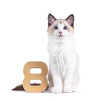 Elegant Ragdoll cat kitten sitting beside paper digit 8. Looking curious towards camera with breed typical blue eyes. Isolated on a white background, Netherlands [IBR123638340]