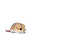 Side view of Fat tailed gerbil aka Pachyuromys duprasi, standing diagonal. Looking ahead beside camera. Isolated on a white copy space background, Netherlands [IBR123638343]