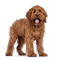 Friendly Labradoodle dog puppy, standing up side ways. Looking straight to camera. Mouth open tongue out. Isolated on a white background, Netherlands [IBR123638345]
