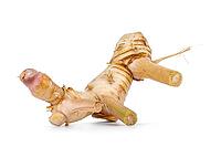 Close up of fresh galangal aka ginger root, isolated on a white background, Netherlands [IBR123638348]
