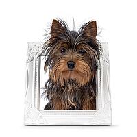 Cute little black and tan Yorkshire Terrier dog puppy, standing trought white image frame. Looking towards camera. Isolated on a white background, Netherlands [IBR123638355]