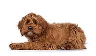 Friendly Labradoodle dog puppy, laying down side ways Looking straight to camera. Mouth closed. Isolated on a white background, Netherlands [IBR123638356]