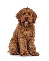 Friendly Labradoodle dog puppy, sitting up facing front. Looking straight to camera. Mouth open tongue out. Isolated on a white background, Netherlands [IBR123638357]