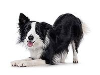 Charismatic typical black and white young adult Border Collie dog, standing side way in bow command. Looking straight to camera with mouth open showing pink tongue. Isolated on white background, Netherlands [IBR123638358]